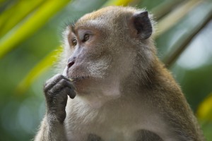 Photo: Petition to stop the Mauritius monkey trade