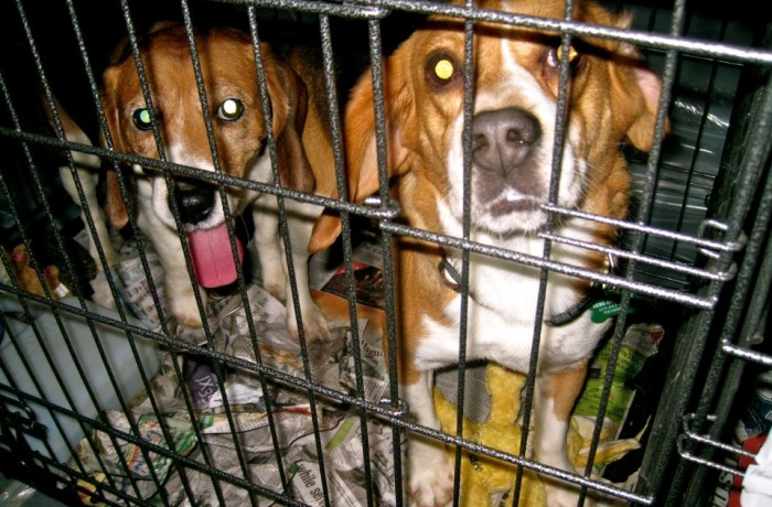 Photo: Watch beagles take their first steps to freedom